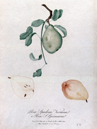Pear (Pyrus species): fruiting branch with sections of fruit. Colour stipple engraving by A. Contardi after D. del Pino, 1822.