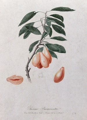 view Plum (Prunus species): fruiting branch with sectioned fruit. Coloured stipple engraving by T. Nasi, c. 1817, after D. Del Pino.