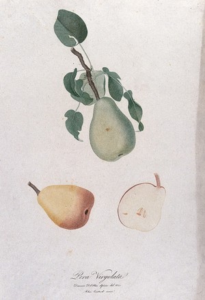 view Pear (Pyrus species): fruiting branch with sections of fruit. Colour stipple engraving by A. Contardi, c. 1817, after D. del Pino.