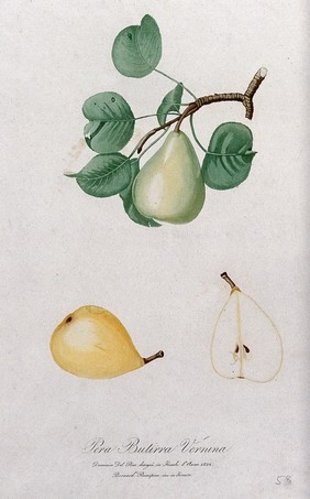 Pear (Pyrus species): fruiting branch with sections of fruit. Colour aquatint by B. Rosaspina after D. del Pino, 1822.