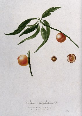 Peach (Prunus species): fruiting branch with halved fruit and seed. Colour aquatint by F. Corsi after D. del Pino, 1829.