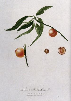 view Peach (Prunus species): fruiting branch with halved fruit and seed. Colour aquatint by F. Corsi after D. del Pino, 1829.