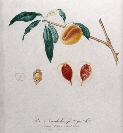 Peach (Prunus species): fruiting branch with halved fruit and seed. Colour aquatint by B. Rosaspina after D. del Pino, 1825.