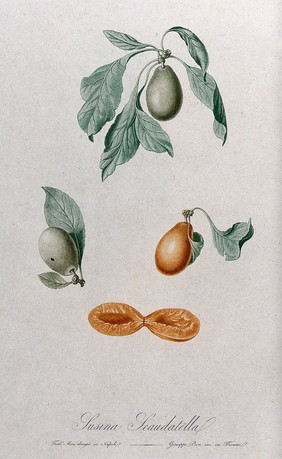 Plum (Prunus species): fruiting branches with halved fruit. Colour aquatint by G. Pera, c. 1817, after F. Mori.