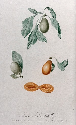 view Plum (Prunus species): fruiting branches with halved fruit. Colour aquatint by G. Pera, c. 1817, after F. Mori.