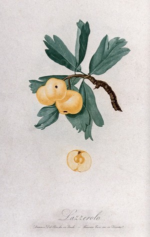 view Apple (Malus species): fruiting branch with halved fruit. Colour aquatint by F. Corsi, c. 1817, after D. del Pino.