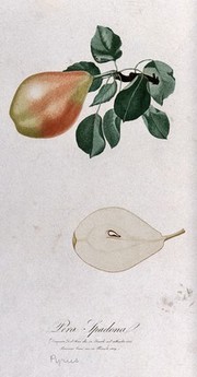Pear (Pyrus species): fruiting branch with halved fruit. Colour aquatint by F. Corsi, 1829, after D. del Pino, 1825.