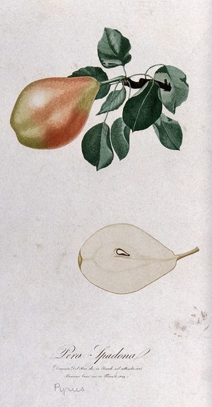 view Pear (Pyrus species): fruiting branch with halved fruit. Colour aquatint by F. Corsi, 1829, after D. del Pino, 1825.