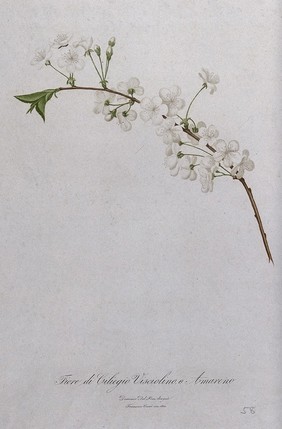 Cherry (Prunus species): branch with flowers. Colour aquatint by F. Corsi, 1830, after D. del Pino.