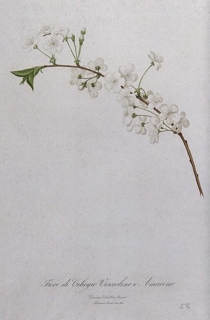 view Cherry (Prunus species): branch with flowers. Colour aquatint by F. Corsi, 1830, after D. del Pino.