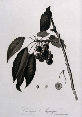 Cherry (Prunus species): fruiting branch with sectioned fruit and seed. Aquatint by G. Pera, 1832, after D. del Pino, 1831.