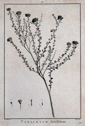 view A plant (Tanacetum flabelliforme) related to feverfew: flowering stem and floral segments. Line engraving by P. Maleuvre, c. 1788, after P. J. Redouté.