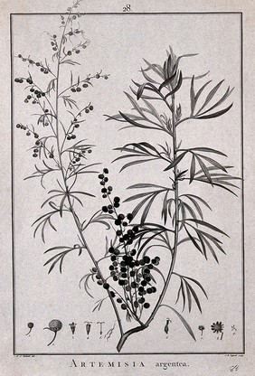 Artemisia argentea: flowering and fruiting stem and floral segments. Line engraving by J. B. Guyard, c. 1788, after P. J. Redouté.