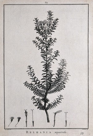 view Relhania squarrosa: flowering stem and floral segments. Line engraving by S. Voysard, c. 1788, after J. Sowerby.