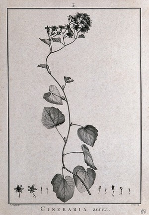 view Cineraria aurita: flowering stem and floral segments. Line engraving by F. Hubert, c. 1788, after P. J. Redouté.