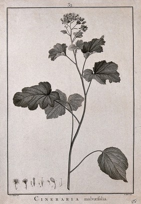 Cineraria malvæfolia: flowering stem and floral segments. Line engraving by F. Hubert, c. 1788, after P. J. Redouté.
