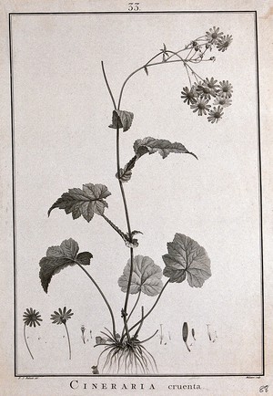 view Cineraria cruenta: flowering stem and floral segments. Line engraving by P. Maleuvre, c. 1788, after P. J. Redouté.