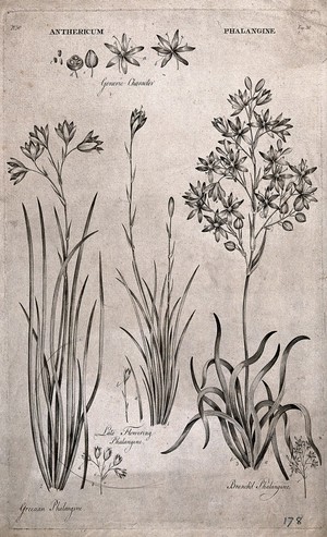 view Three species of phalangine (Anthericum) plant: flowering stems with floral segments. Line engraving by J. Hill, c. 1774, after himself.