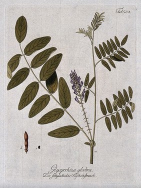 Liquorice plant (Glycyrrhiza glabra): flowering stem with pod and seed. Coloured engraving, c. 1792, after F. J. Schultz.