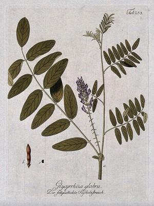 view Liquorice plant (Glycyrrhiza glabra): flowering stem with pod and seed. Coloured engraving, c. 1792, after F. J. Schultz.