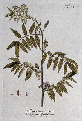 Liquorice plant (Glycyrrhiza echinata): flowering stem with pod and seed. Coloured engraving, c. 1792, after F. J. Schultz.