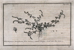 view Heliotrope (Heliotropium): flowering plant with separate flowers. Etching, c. 1718, after C. Aubriet.