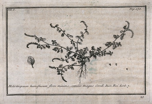 Heliotrope (Heliotropium): flowering plant with separate flowers. Etching, c. 1718, after C. Aubriet.