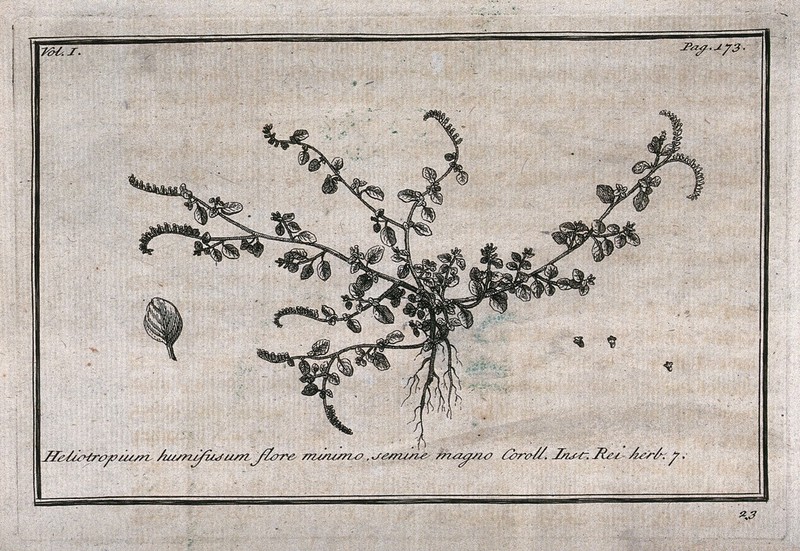 Heliotrope (Heliotropium): flowering plant with separate flowers. Etching, c. 1718, after C. Aubriet., [1718], by Claude Aubriet