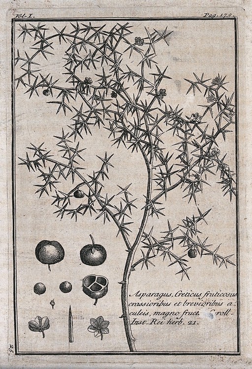 An asparagus plant (Asparagus aphyllus): plant with floral segments. Etching, c. 1718, after C. Aubriet.