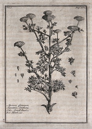 view A plant (Apium graecum): flowering stem with floral segments. Etching, c. 1718, after C. Aubriet.