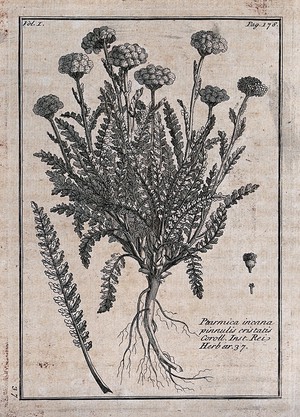 view Yarrow (Achillea santolina): flowering plant with leaf and floral segments. Etching, c. 1718, after C. Aubriet.