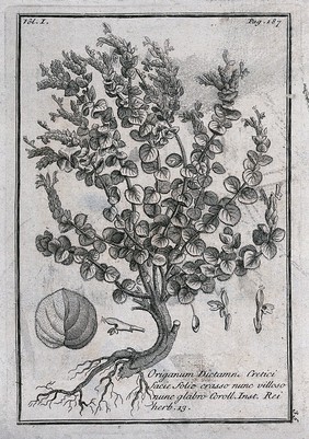 Dittany (Origanum dictamnus): flowering plant with leaf and floral segments. Etching, c. 1718, after C. Aubriet.