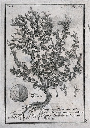 view Dittany (Origanum dictamnus): flowering plant with leaf and floral segments. Etching, c. 1718, after C. Aubriet.