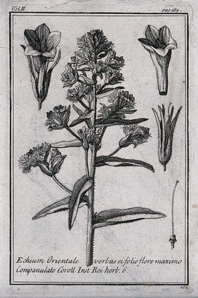 A plant (Echium orientale): flowering stem and floral segments. Etching, c. 1718, after C. Aubriet.
