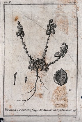 A plant (Alyssum vesicaria): fruiting plant, leaves and fruit. Etching, c. 1718, after C. Aubriet.