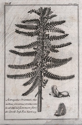 Goat's thorn (Astragalus christianus): flowering stem and floral segments. Etching, c. 1718, after C. Aubriet.