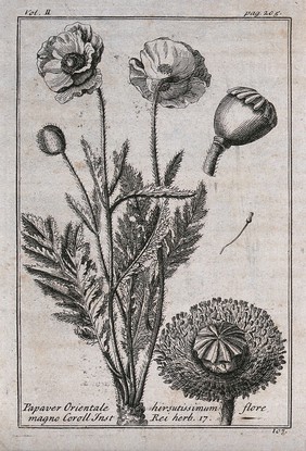 Oriental poppy (Papaver orientale): flowering stem and floral segments. Etching, c. 1718, after C. Aubriet.