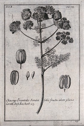 A plant (Laserpitium ferulaceum): flowering stem and floral segments. Etching, c. 1718, after C. Aubriet.