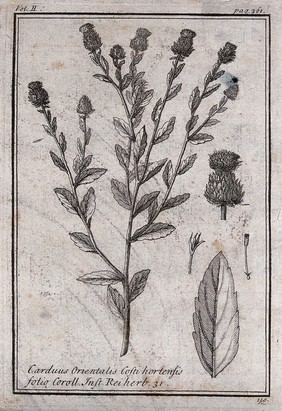 Knapweed (Centaurea sp.): flowering stem, leaf and floral segments. Etching, c. 1718, after C. Aubriet.