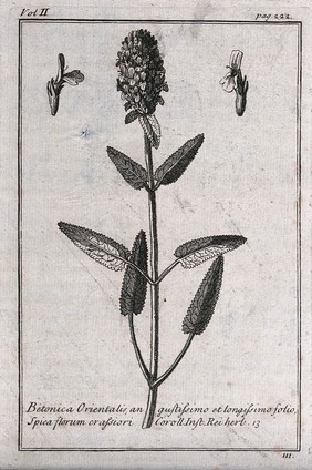 A plant related to betony (Stachys sp.): flowering stem and floral segments. Etching, c. 1718, after C. Aubriet.