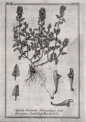 view Skull-cap or helmet flower (Scutellaria orientalis): flowering plant and floral segments. Etching, c. 1718, after C. Aubriet.