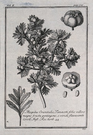 view Medlar (Mespilus germanica): fruiting stem, leaf and fruit segments. Etching, c. 1718, after C. Aubriet.