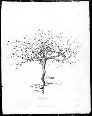 view Mecca balsam (Commiphora opobalsamum): entire young plant. Line engraving by J. Heath, c. 1804.