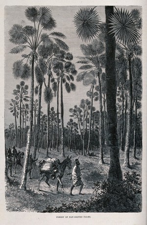 view A forest of doum palms (Hyphaene thebaica) in French Sudan, with a travelling group of men and horses. Wood engraving, c. 1867.