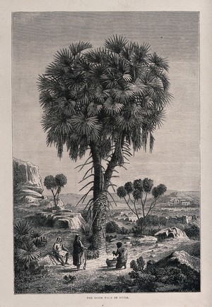 view A doum palm tree (Hyphaene thebaica) in Nubia sheltering three people. Wood engraving by Faguet, c. 1867.