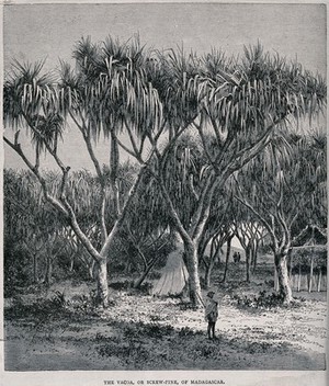 view Screwpine plants (Pandanus species) of Madagascar, sheltering a tent. Wood engraving, c. 1867.