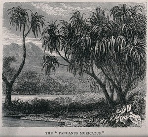 view Screwpine plants (Pandanus muricatus) on a lakeside. Wood engraving, c. 1867.