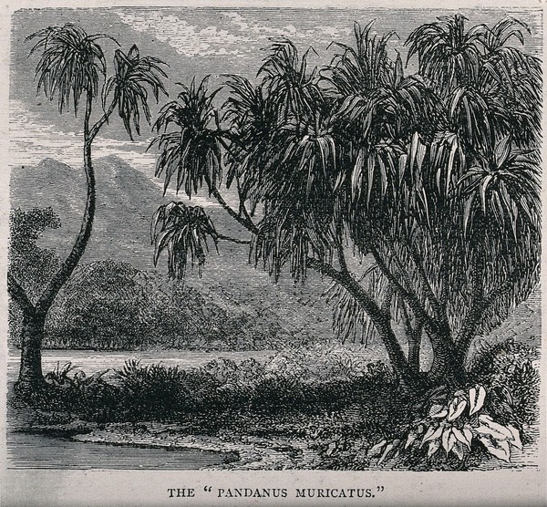 Screwpine plants (Pandanus muricatus) on a lakeside. Wood engraving, c. 1867.