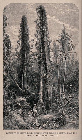 Screwpines (Pandanus species) covered with climbing plants, surrounded by lush tropical vegetation. Wood engraving, c. 1867, after C. Whymper.