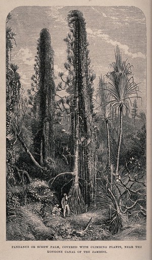 view Screwpines (Pandanus species) covered with climbing plants, surrounded by lush tropical vegetation. Wood engraving, c. 1867, after C. Whymper.